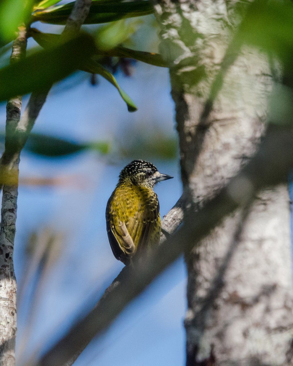 Golden-spangled Piculet - ML641072688