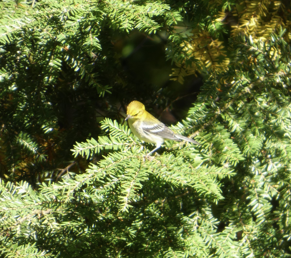 Grünmantel-Waldsänger - ML641072692