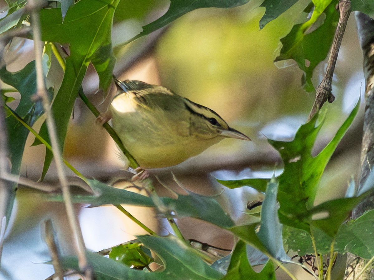 Worm-eating Warbler - ML641072713