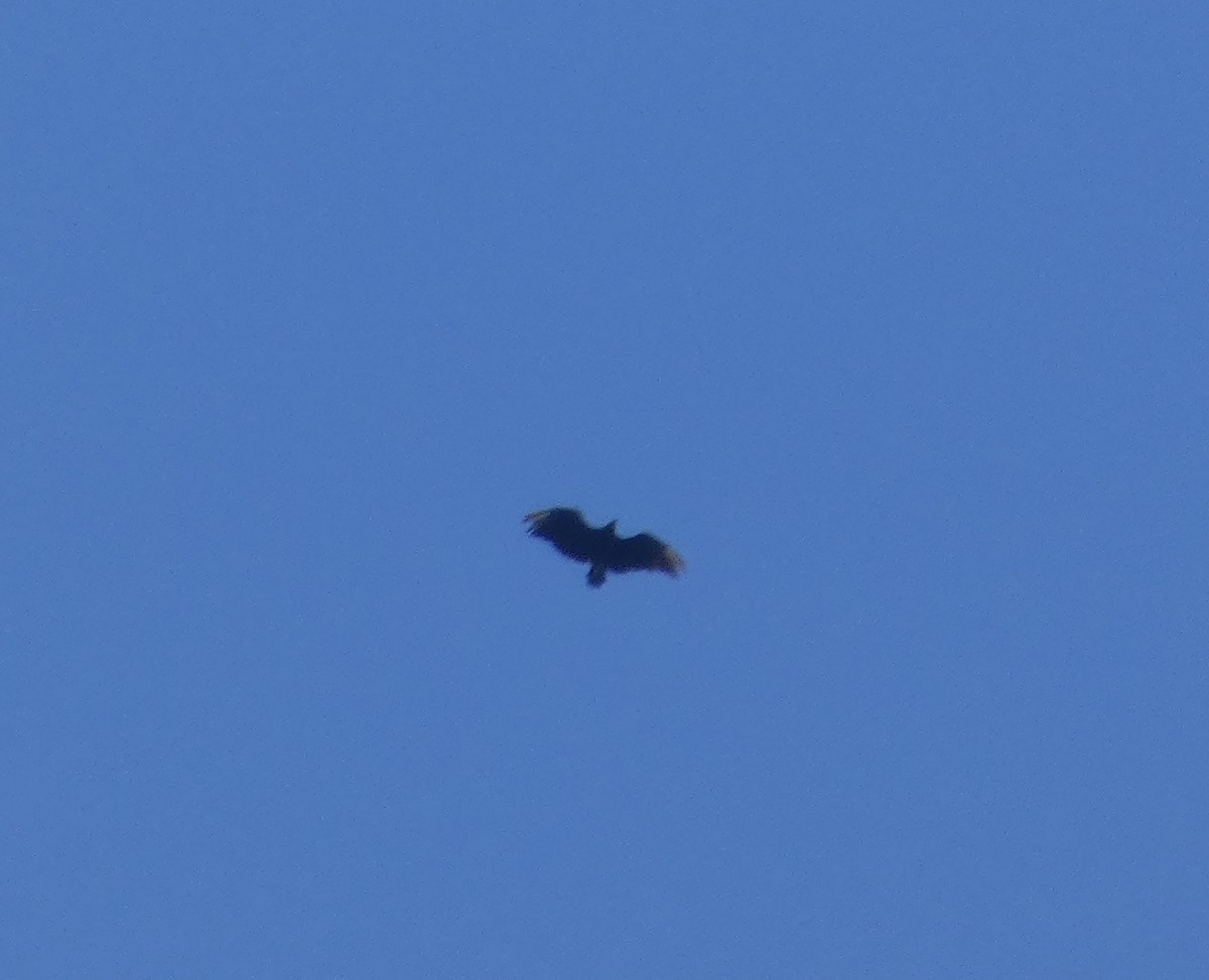 Black Vulture - ML641072726