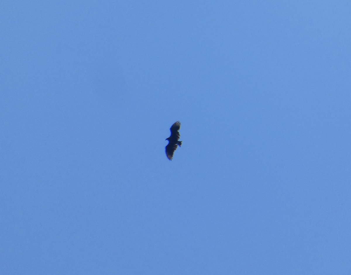Black Vulture - ML641072727