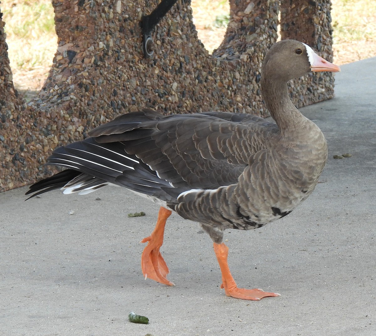 Greater White-fronted Goose - ML641072728