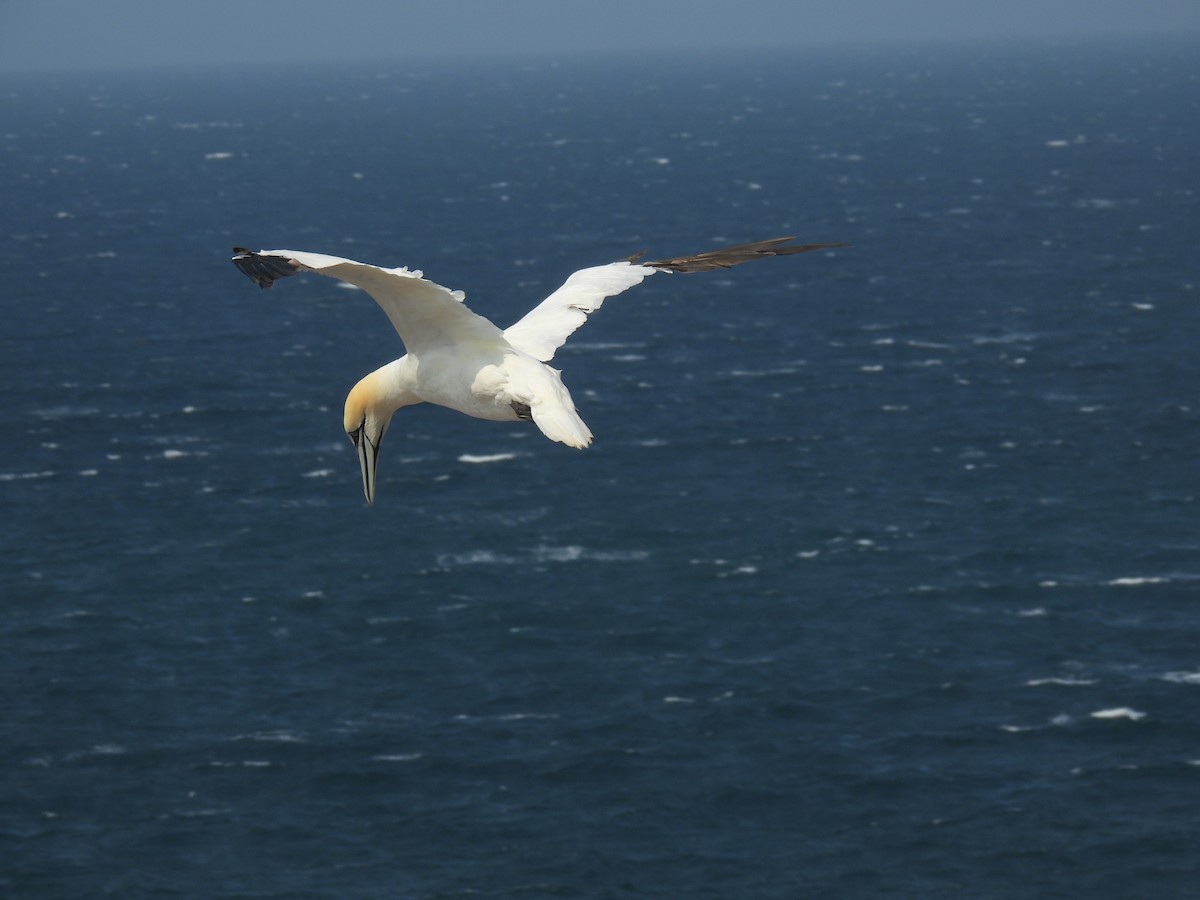 Northern Gannet - ML641072730