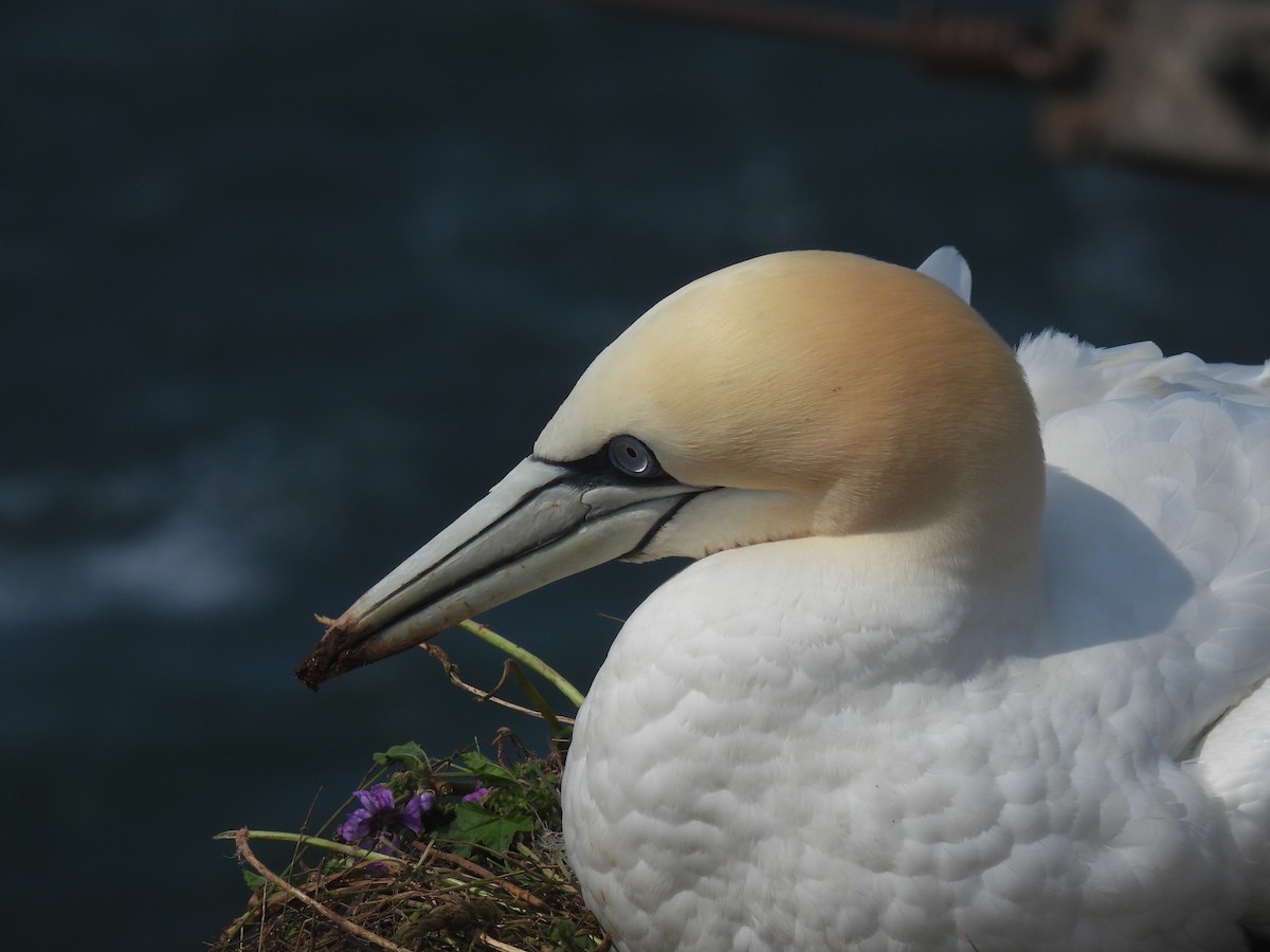 Northern Gannet - ML641072731