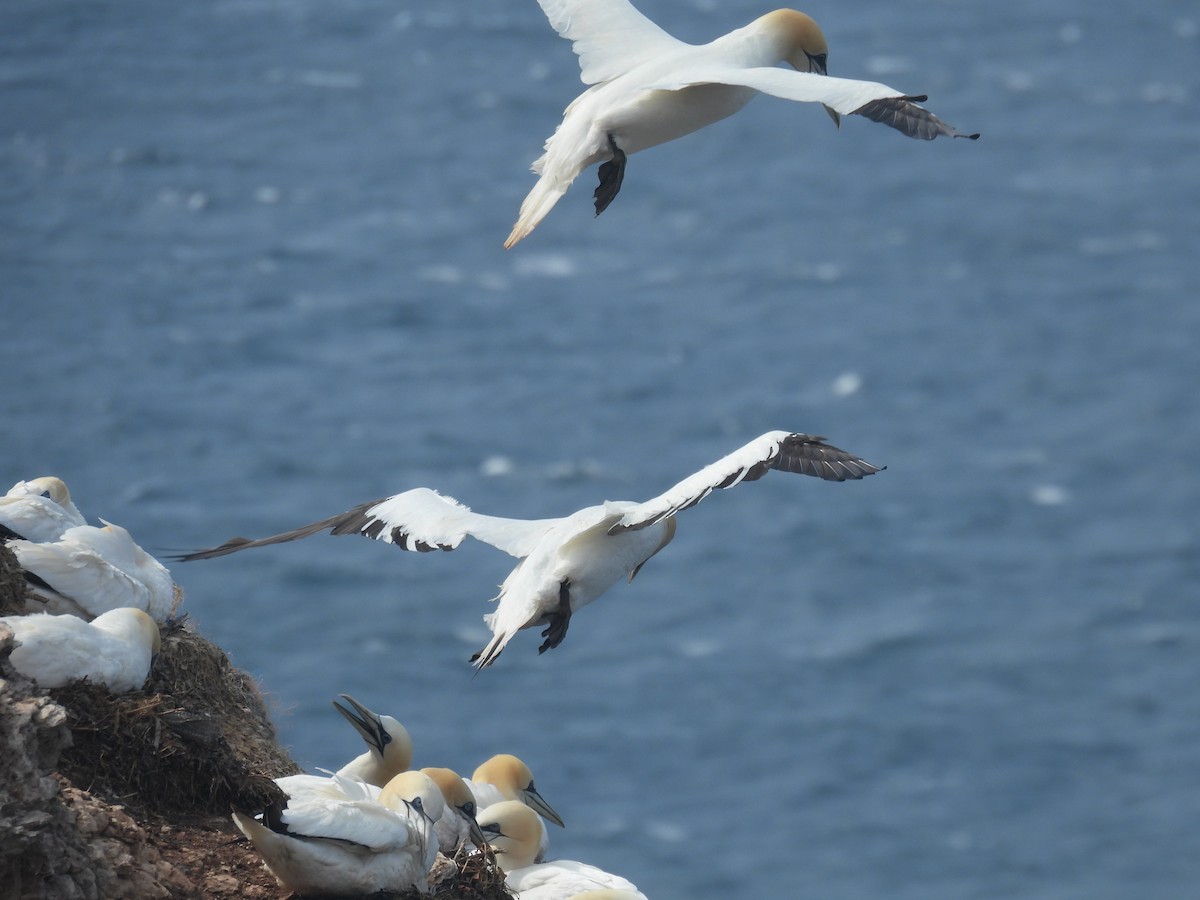 Northern Gannet - ML641072733