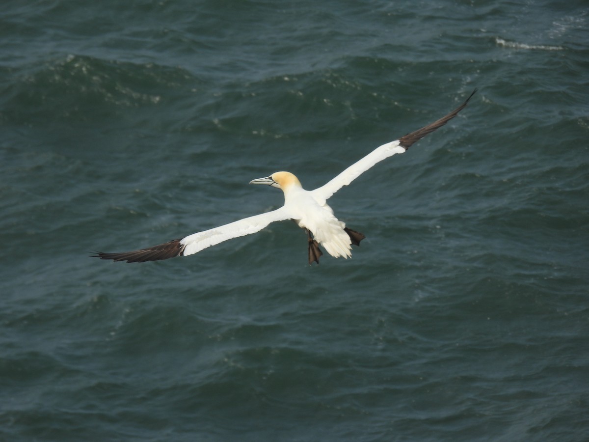 Northern Gannet - ML641072734
