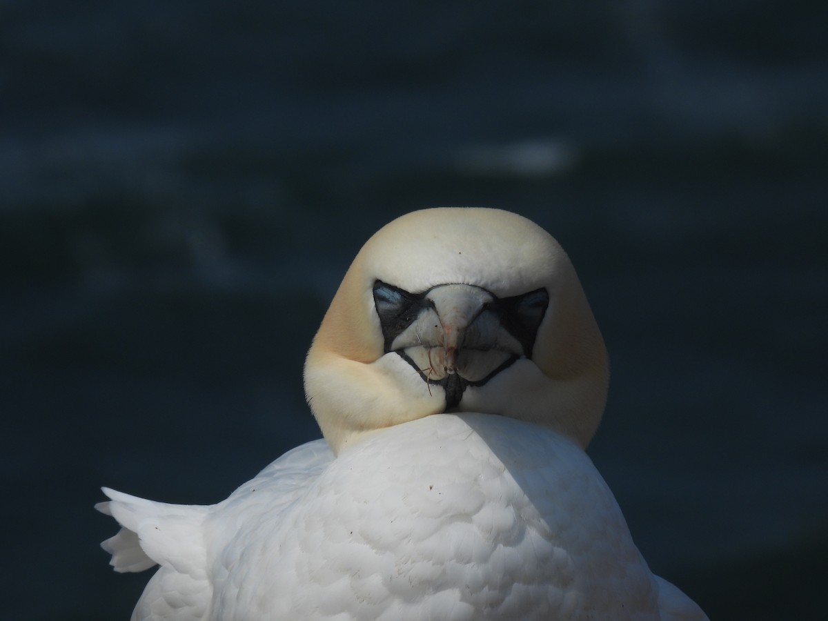 Northern Gannet - ML641072735