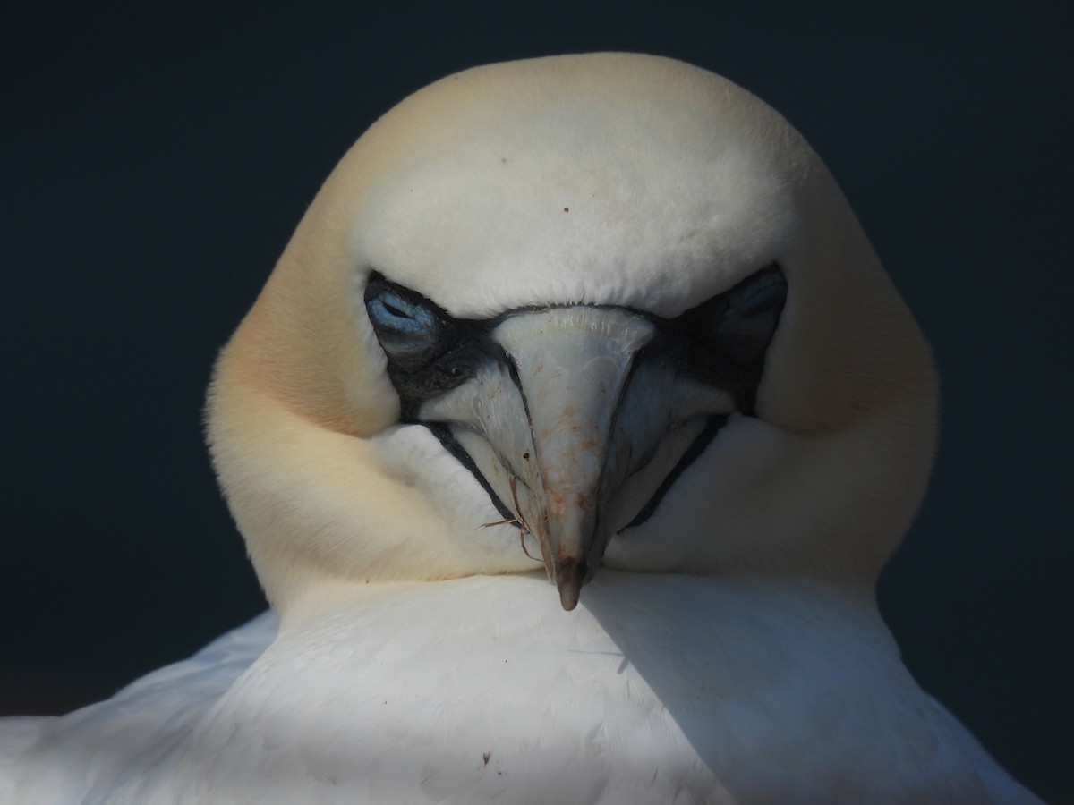 Northern Gannet - ML641072737