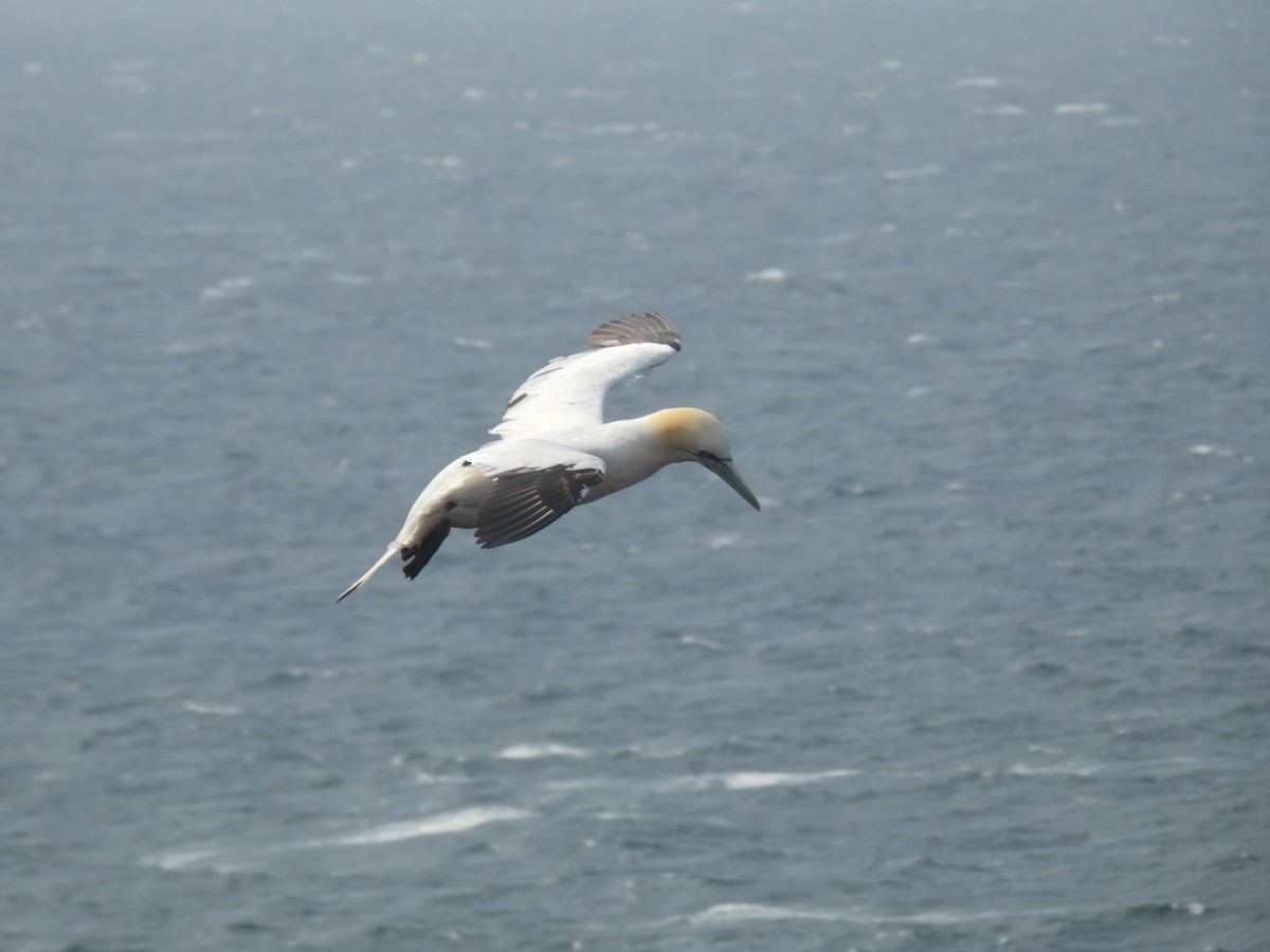 Northern Gannet - ML641072739