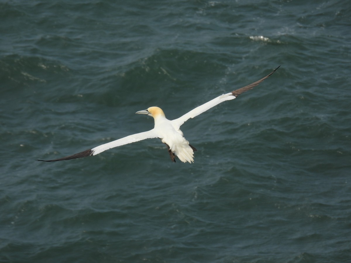 Northern Gannet - ML641072740