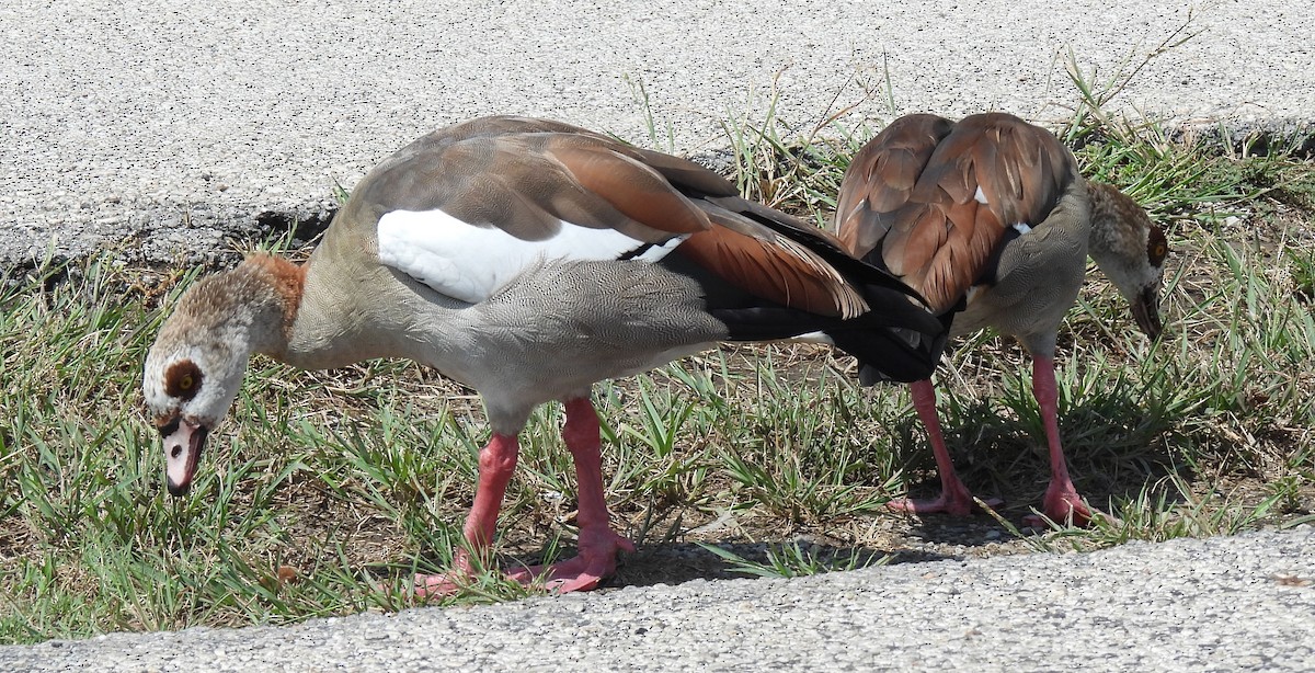 Egyptian Goose - ML641072741