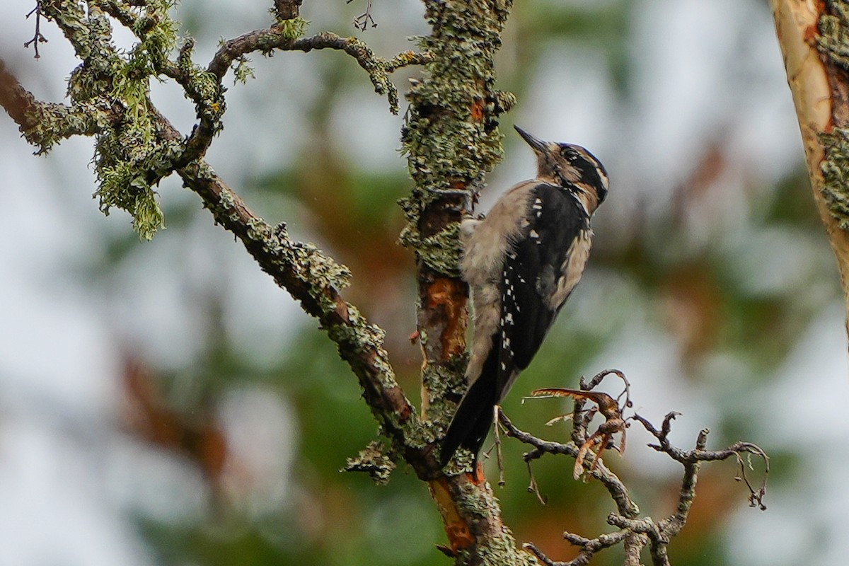 Hairy Woodpecker - ML641072742