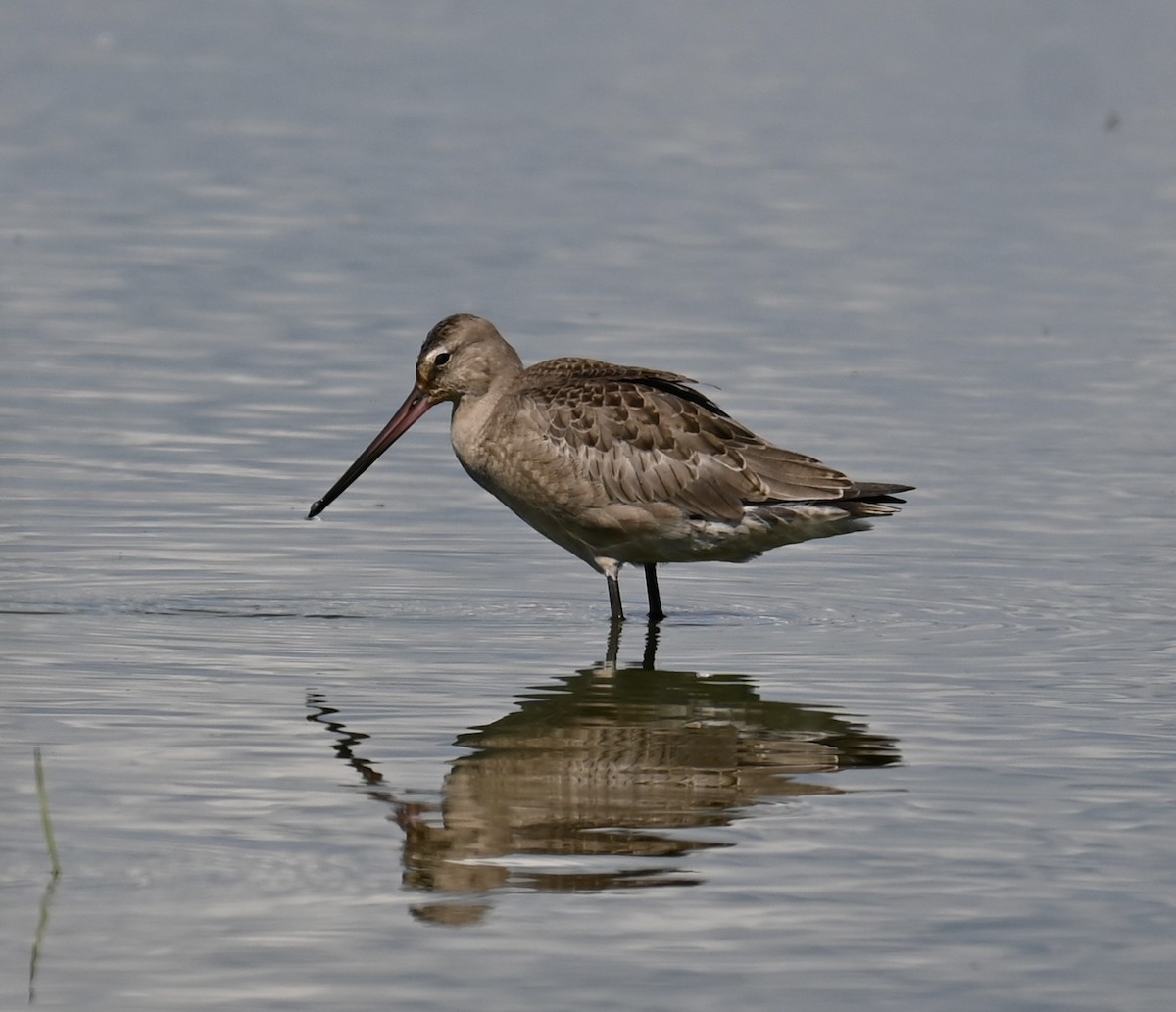 břehouš aljašský - ML641072745