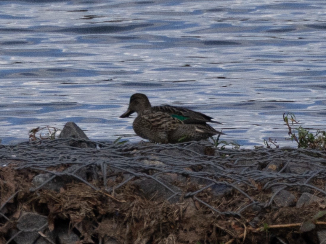 Green-winged Teal - ML641072746