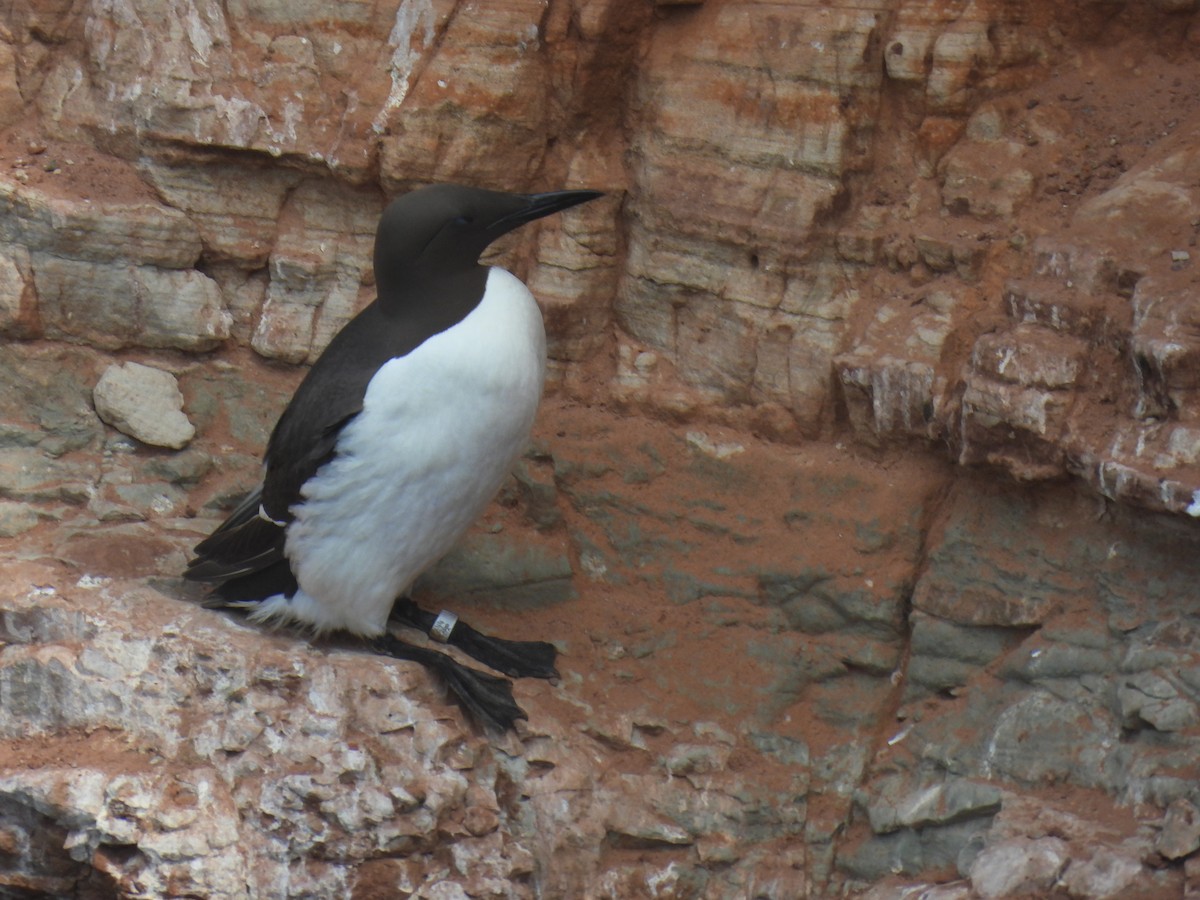 Common Murre - ML641072760