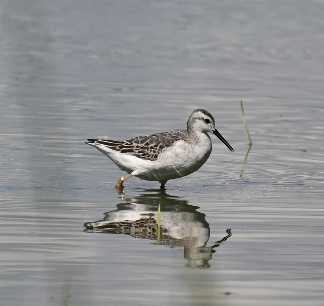 lyskonoh dlouhozobý - ML641072769