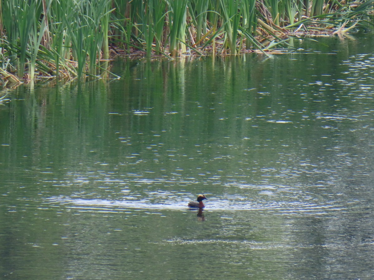 Ухаа шунгуур - ML641072773