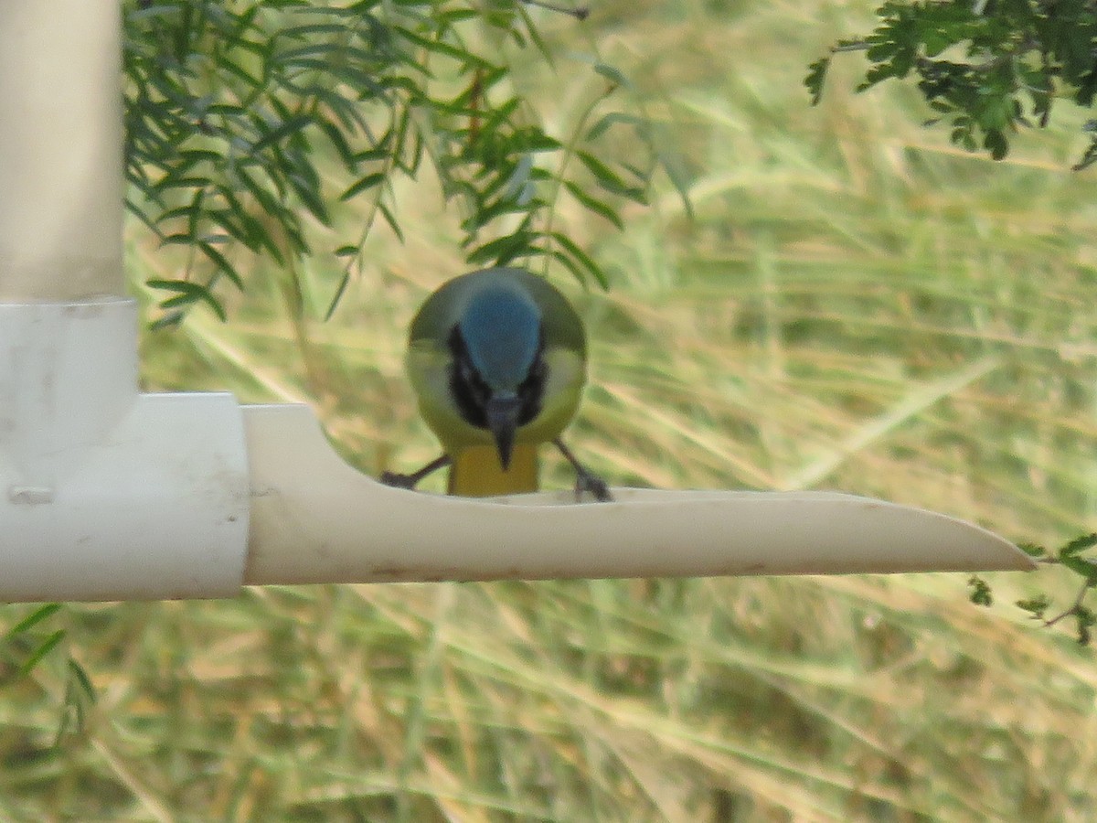 Green Jay - ML641072781