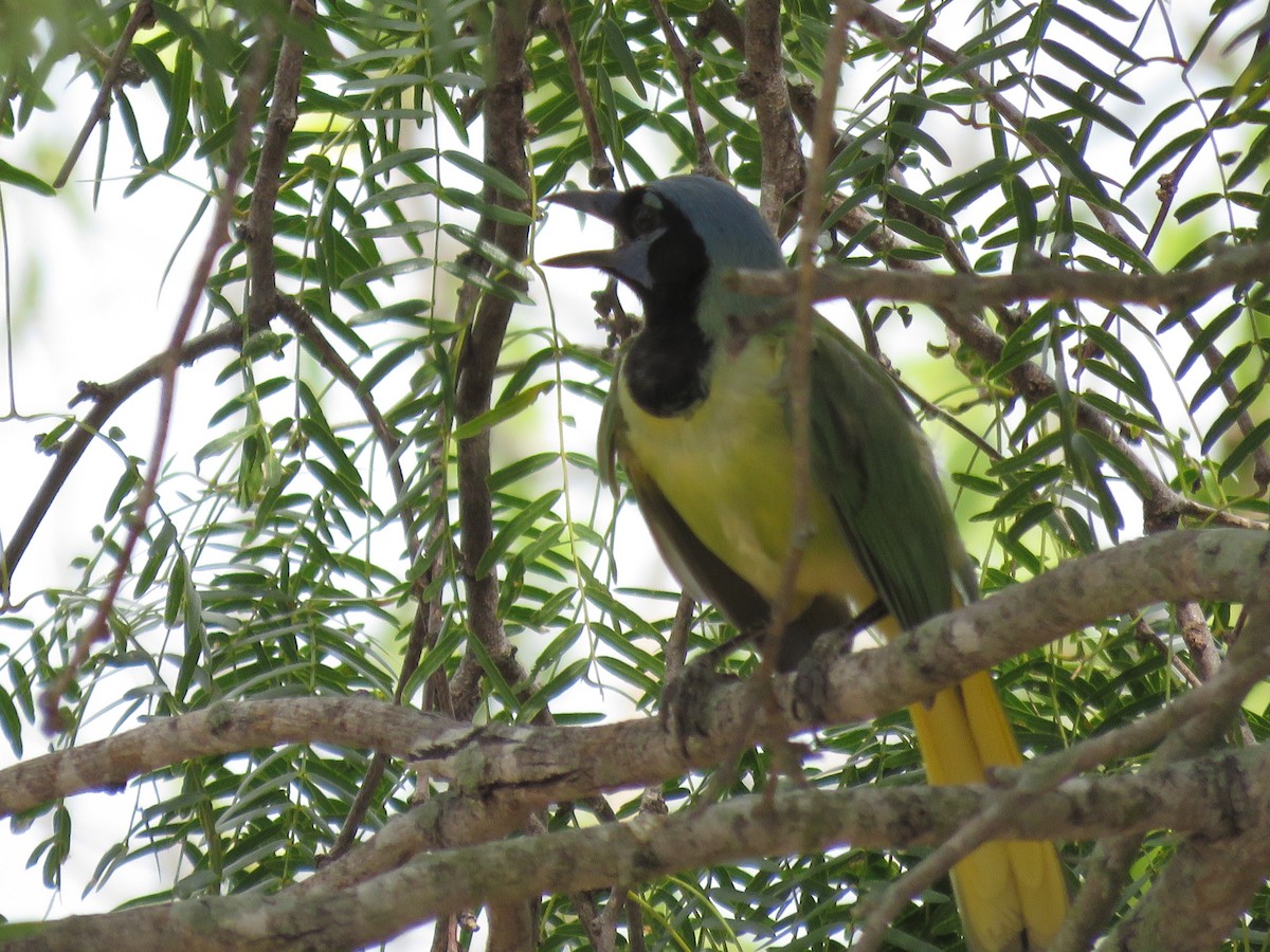 Green Jay - ML641072782