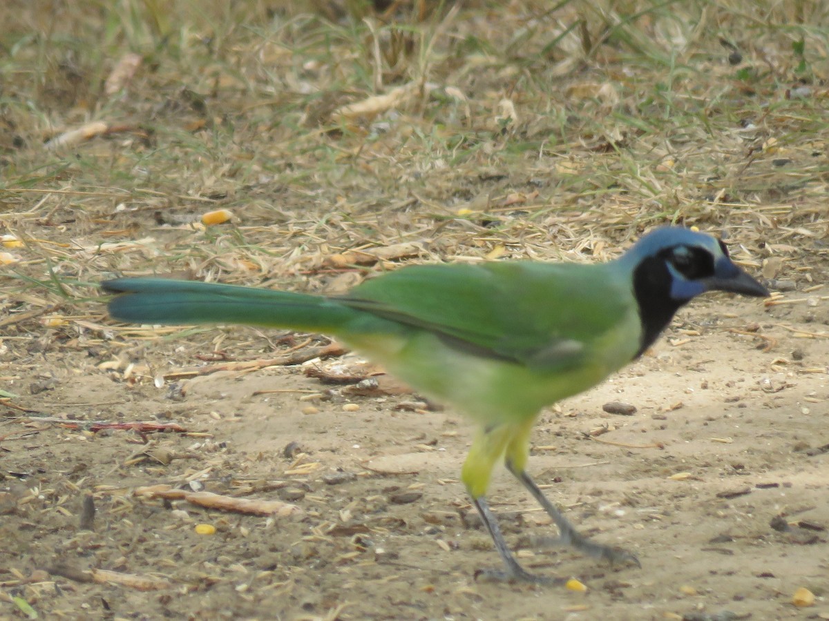 Green Jay - ML641072783