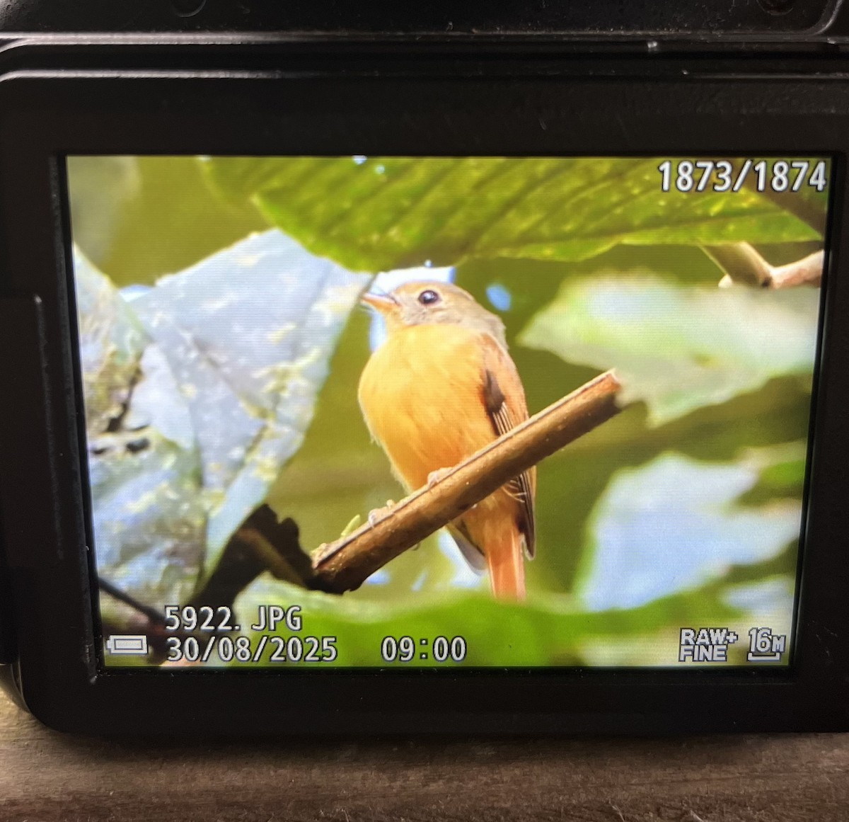 Ruddy-tailed Flycatcher - ML641072814