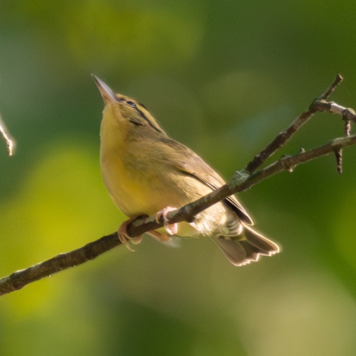 Worm-eating Warbler - ML641072846