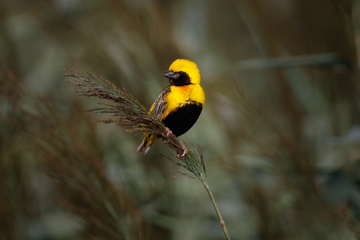 Yellow-crowned Bishop - ML641072847