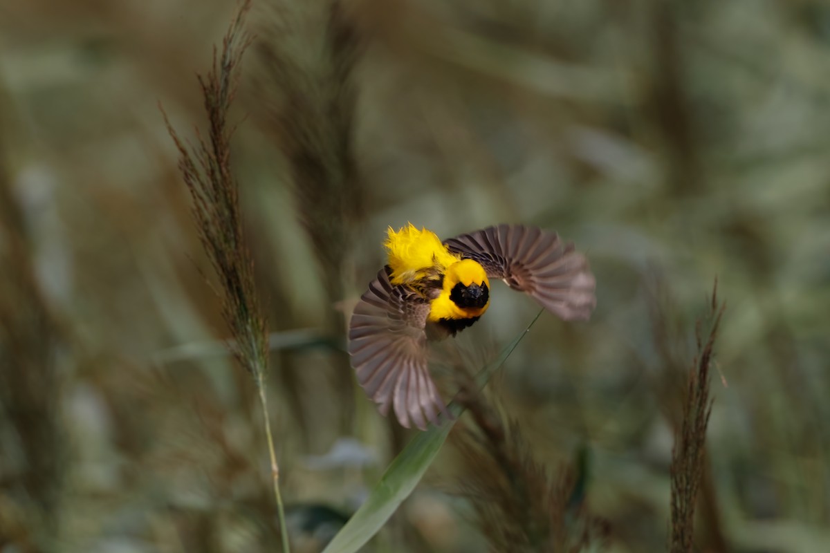 Yellow-crowned Bishop - ML641072848