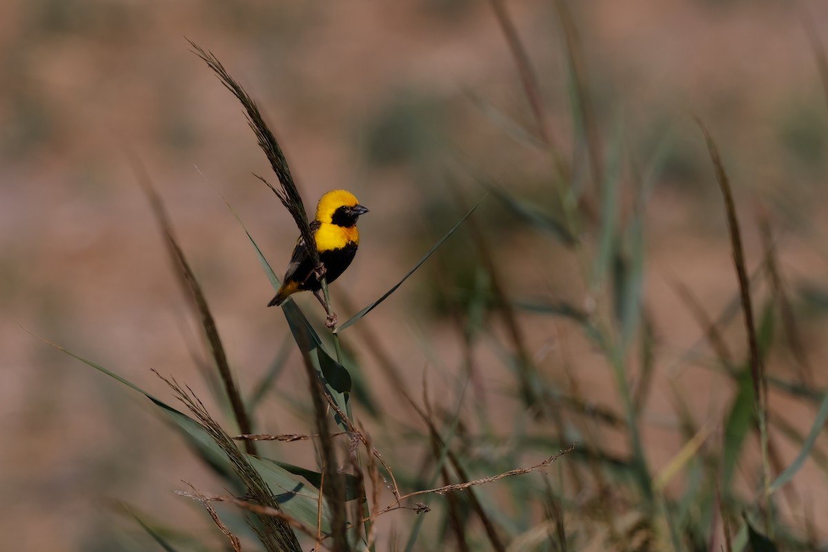 Yellow-crowned Bishop - ML641072849