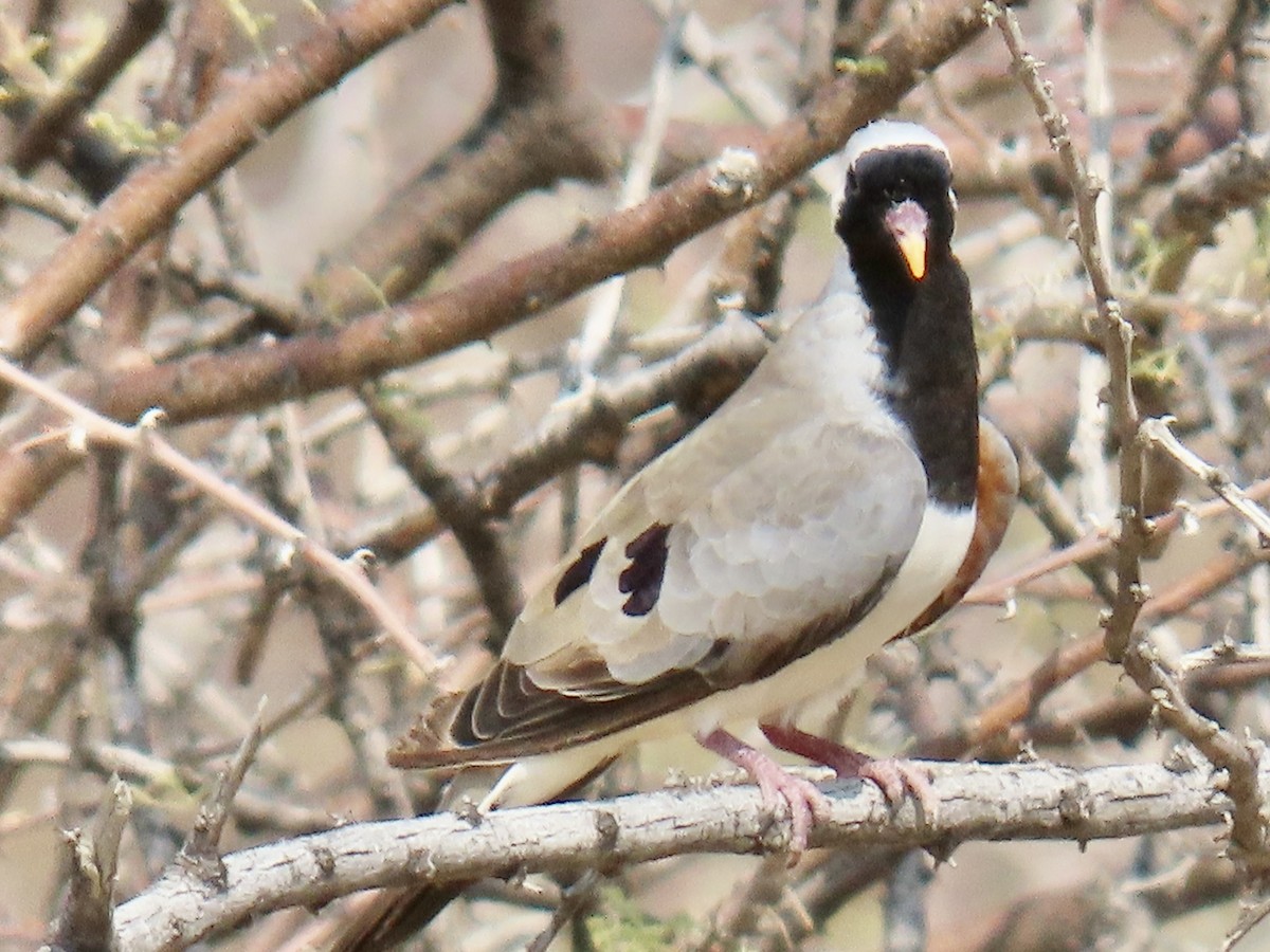 Tortora mascherata - ML641072850