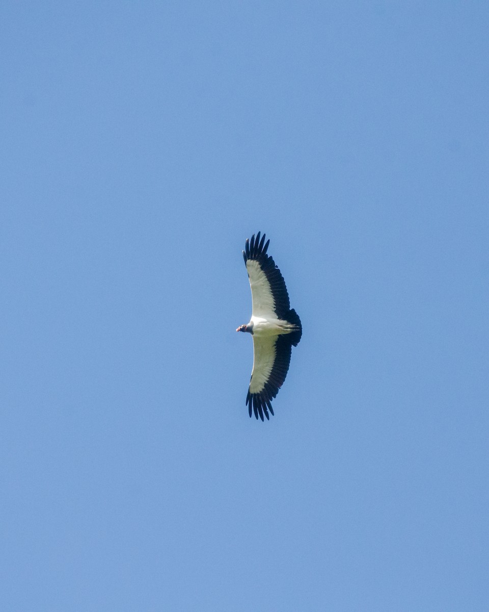 King Vulture - ML641072860