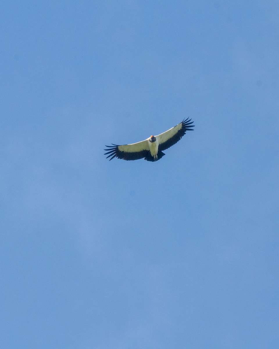 King Vulture - ML641072868