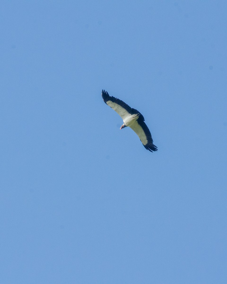 King Vulture - ML641072869