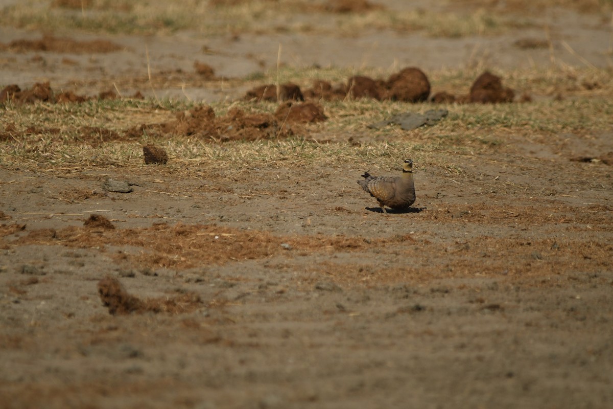 Yellow-throated Sandgrouse - ML641072880