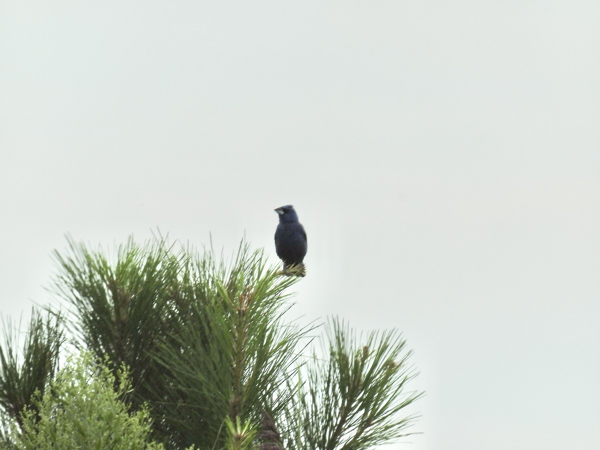Blue Grosbeak - ML641072884
