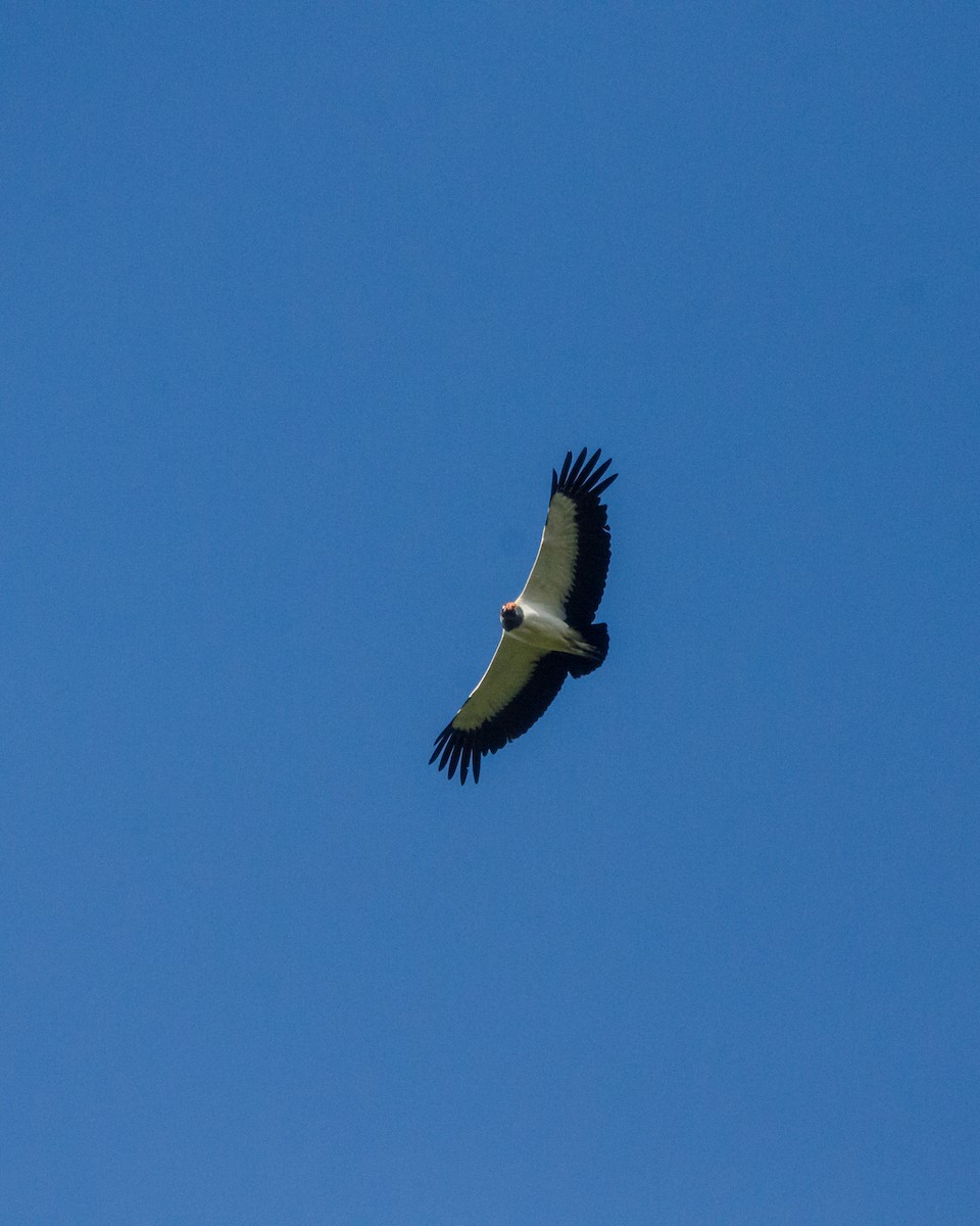 King Vulture - ML641072894