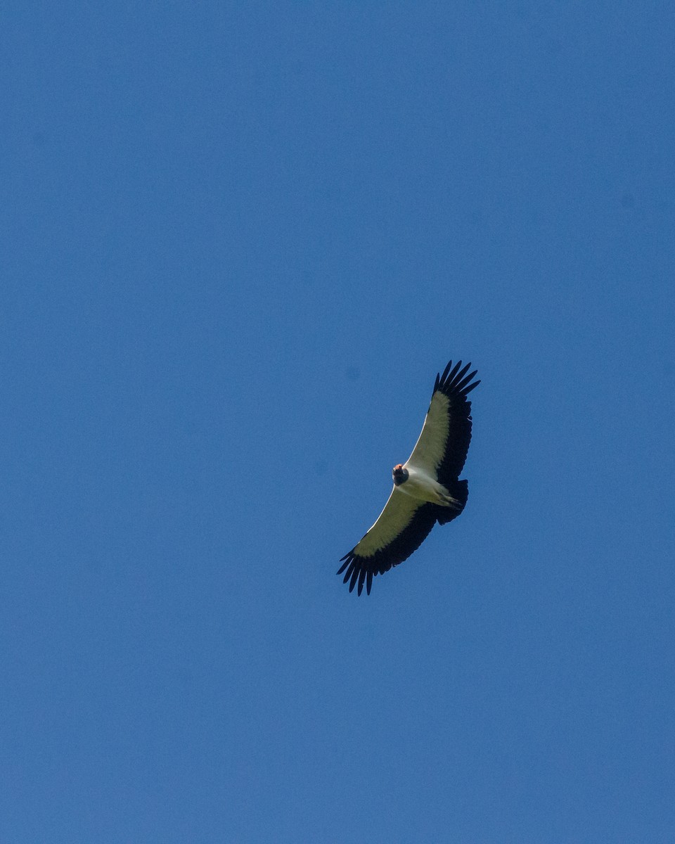 King Vulture - ML641072895