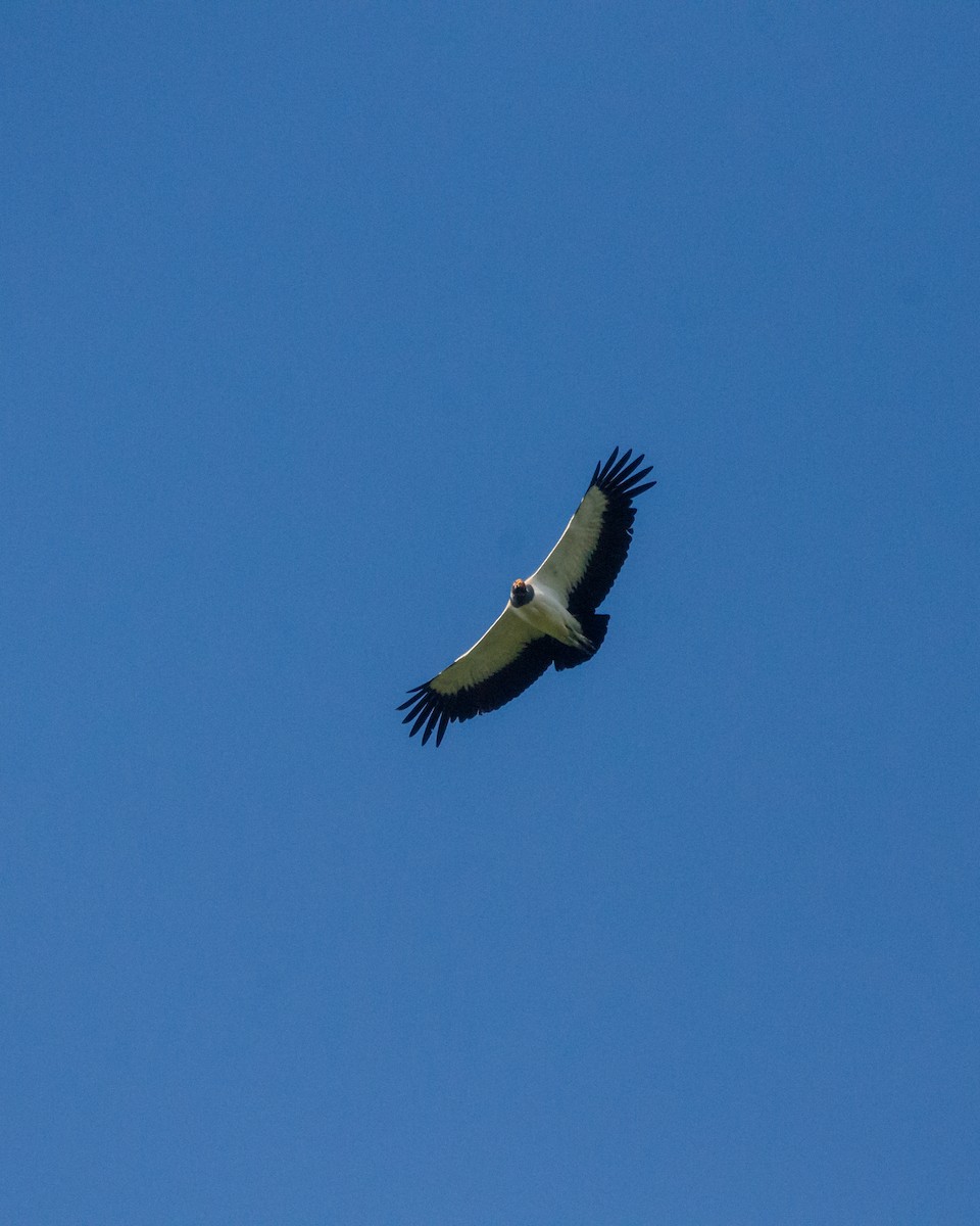 King Vulture - ML641072896