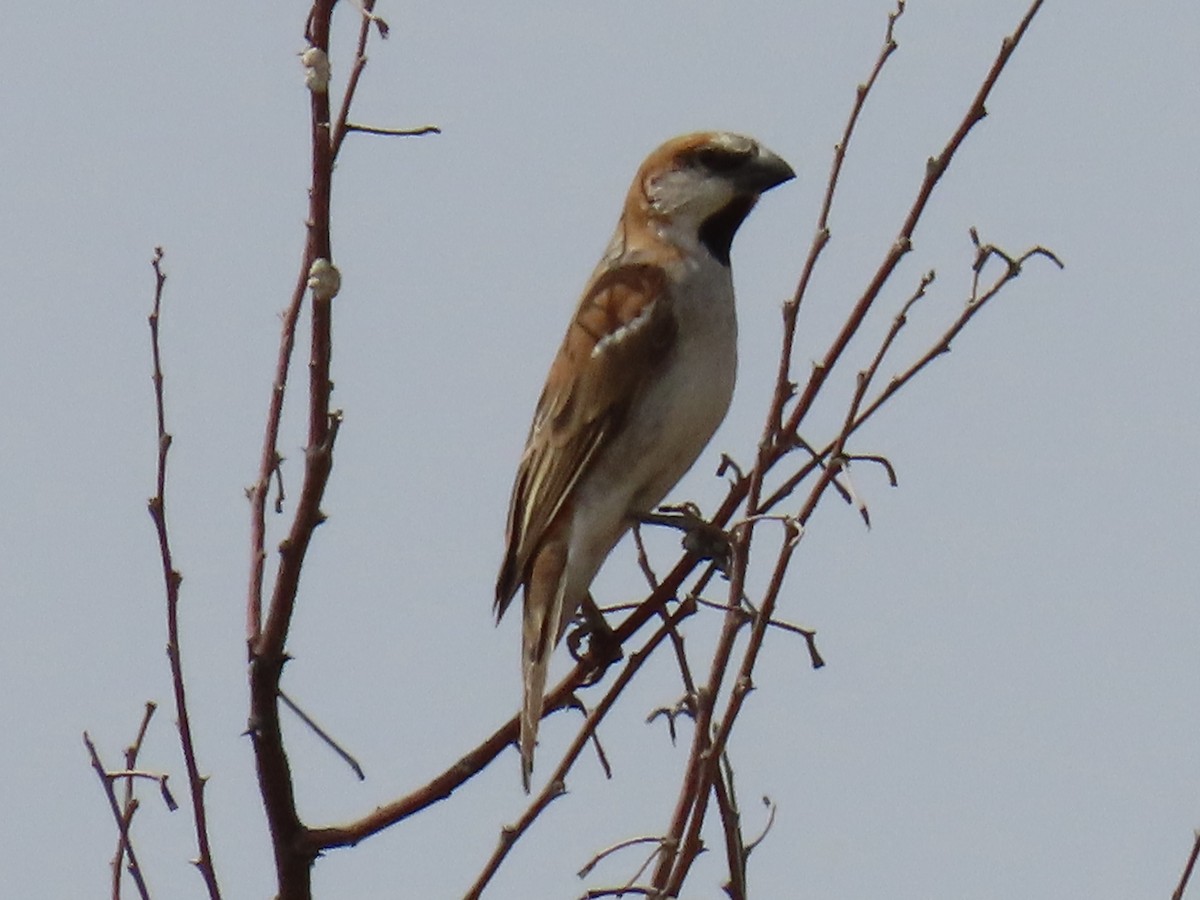 Great Rufous Sparrow - ML641072907