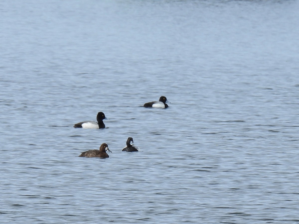 Lesser Scaup - ML641072908