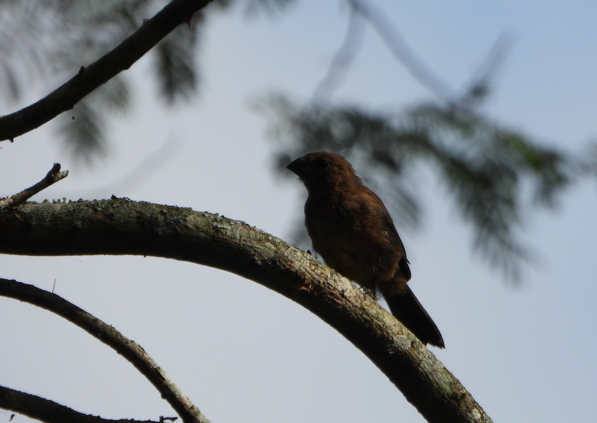 Blue-black Grosbeak - ML641072909