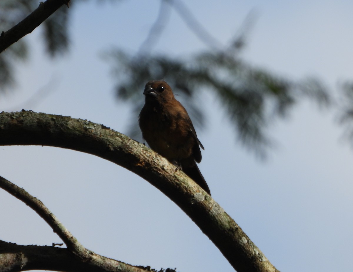 Blue-black Grosbeak - ML641072911