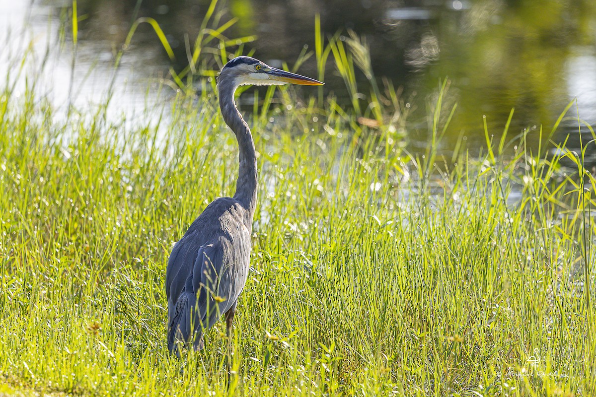 Great Blue Heron - ML641072912