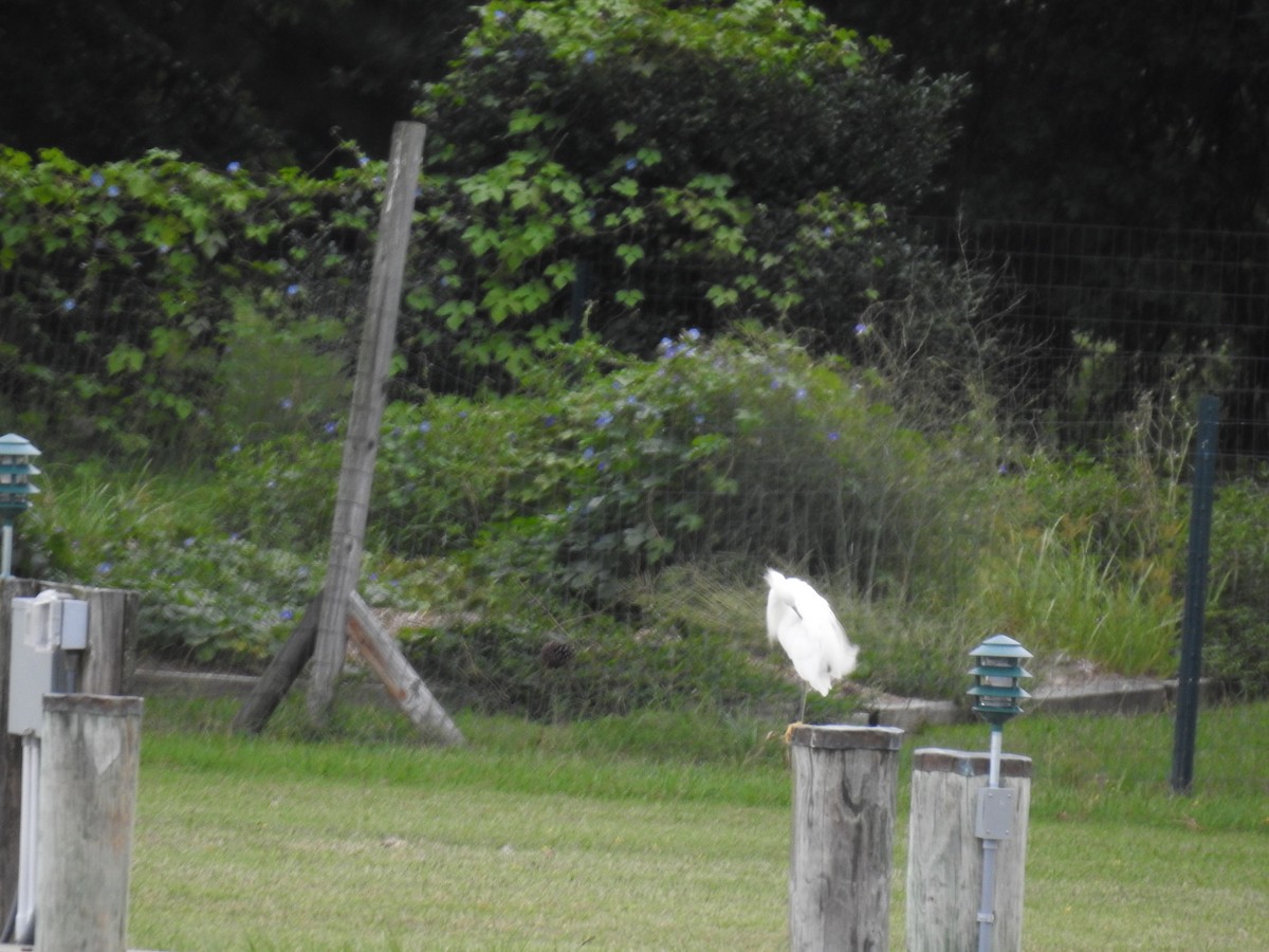 Snowy Egret - ML641072929