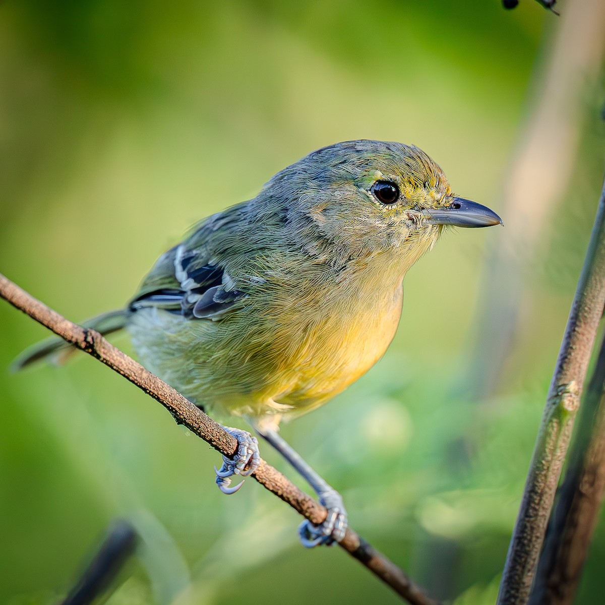 Thick-billed Vireo - ML641072931