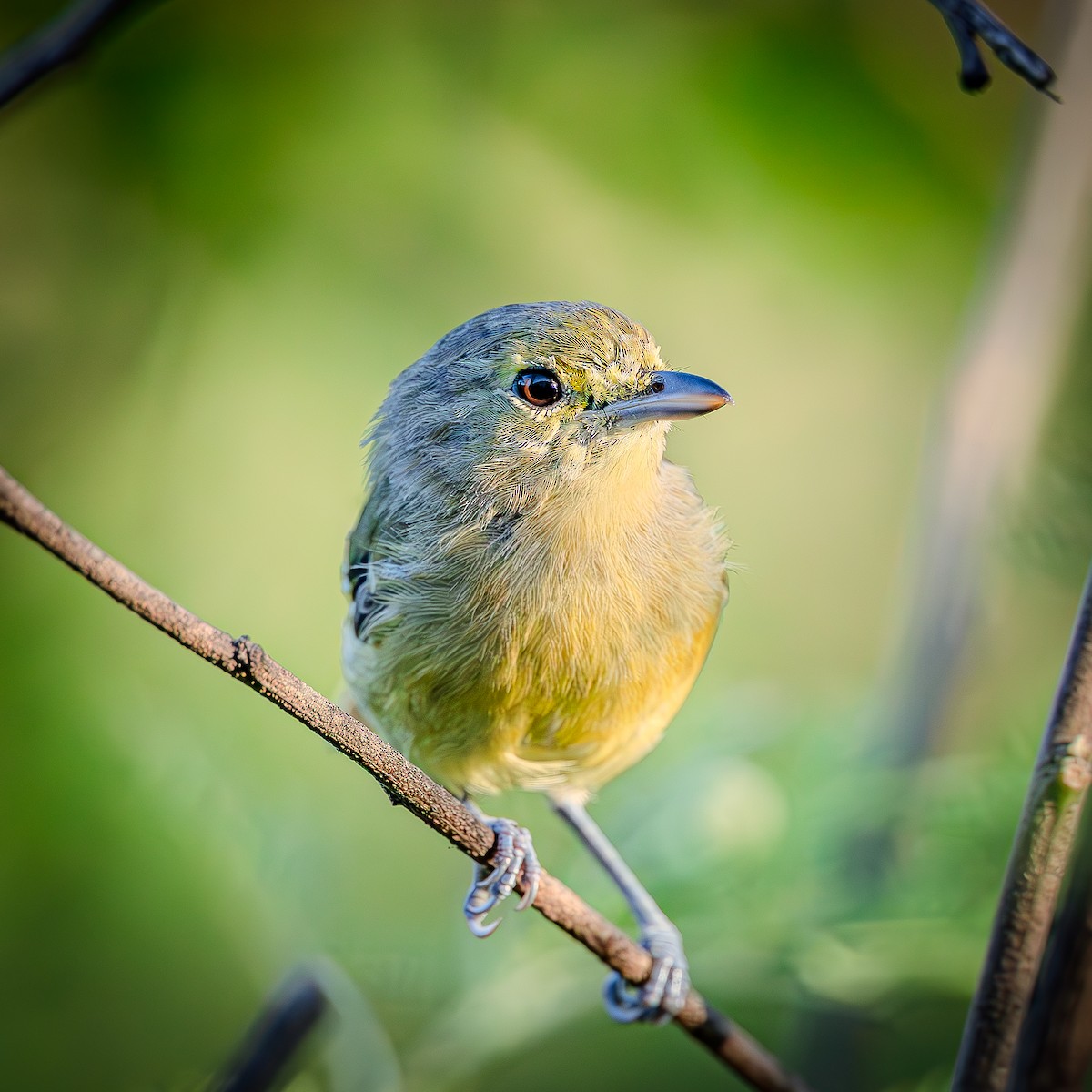 Thick-billed Vireo - ML641072932