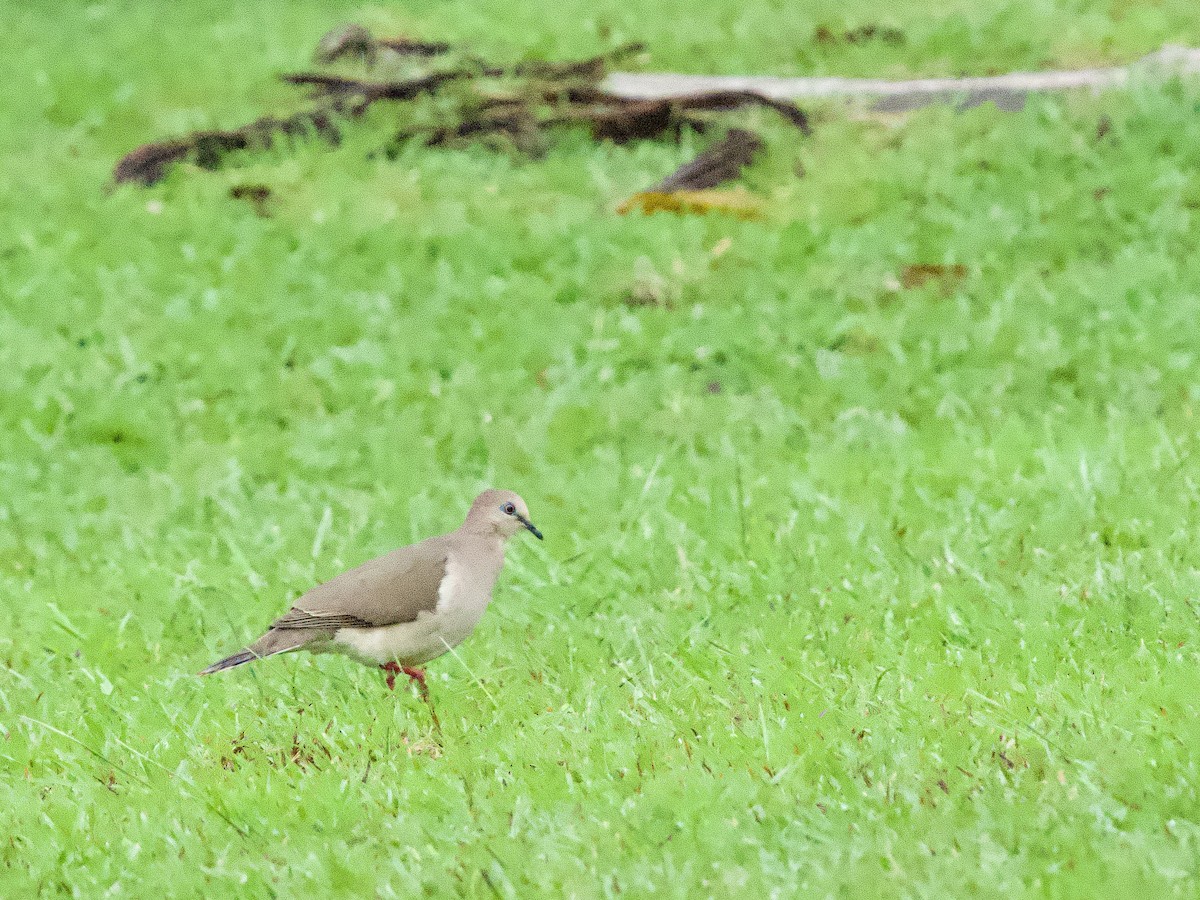 White-tipped Dove - ML641072939