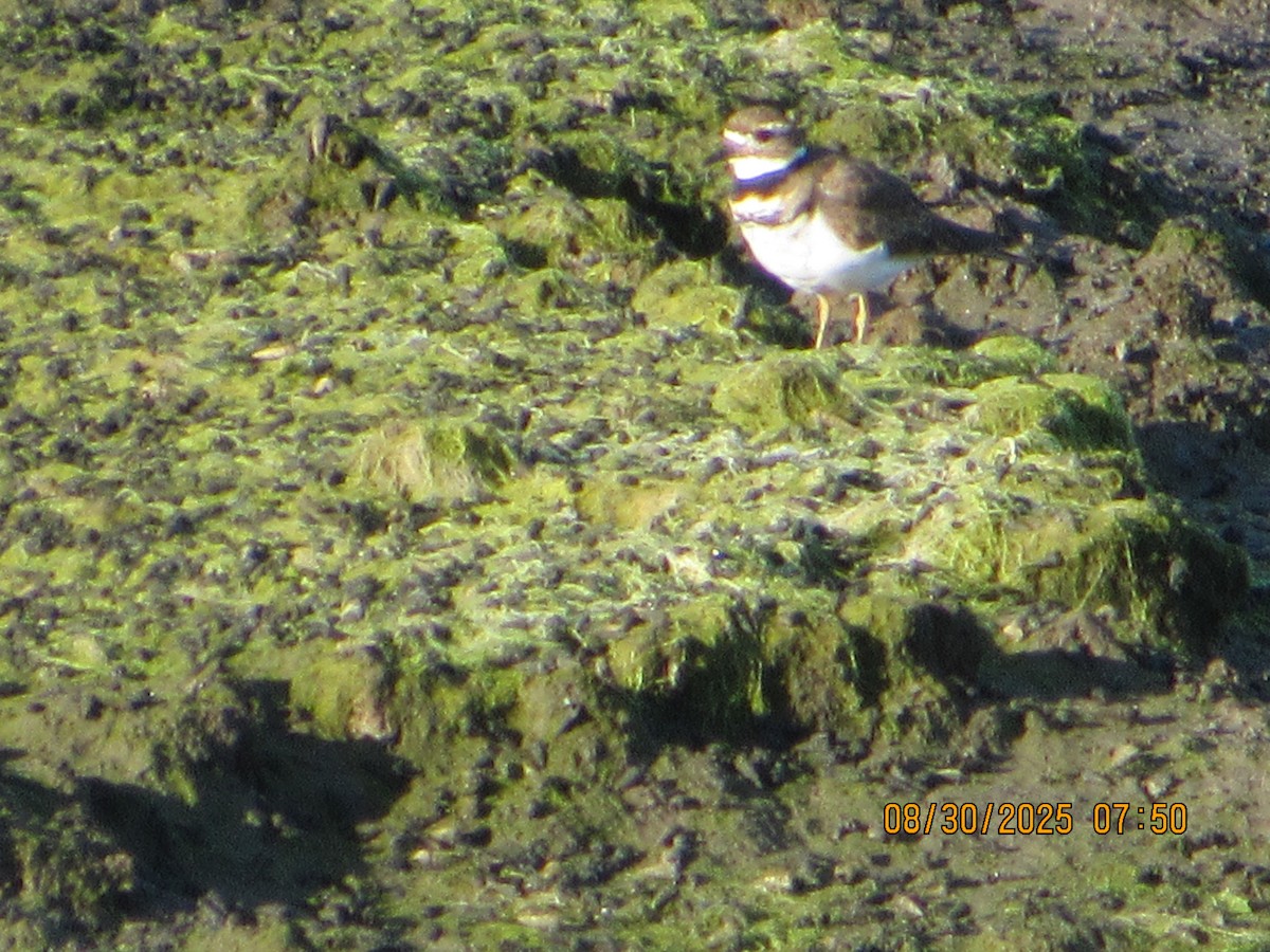 Killdeer - ML641072949