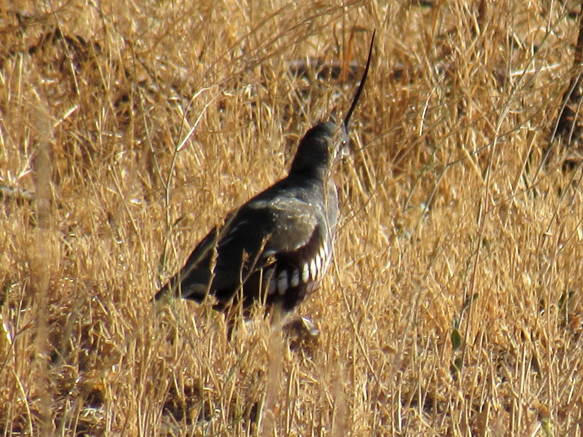 Mountain Quail - ML641072969