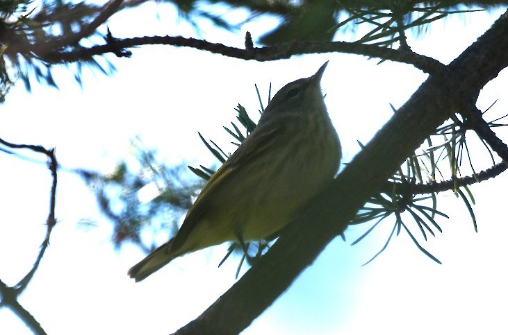 Cape May Warbler - ML641072998